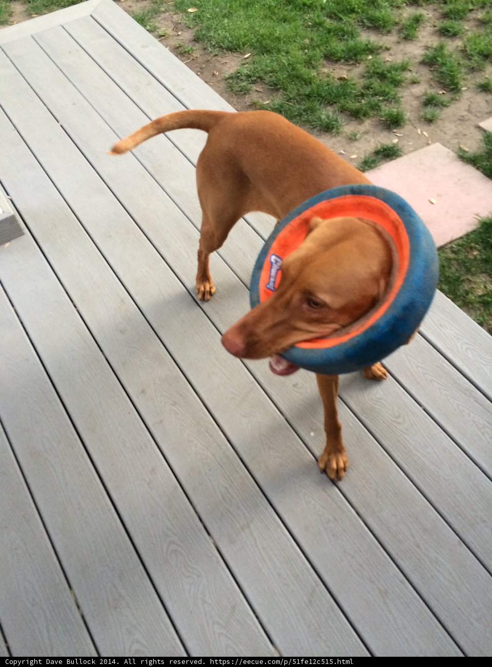 Happy Vizsla with Frisbee