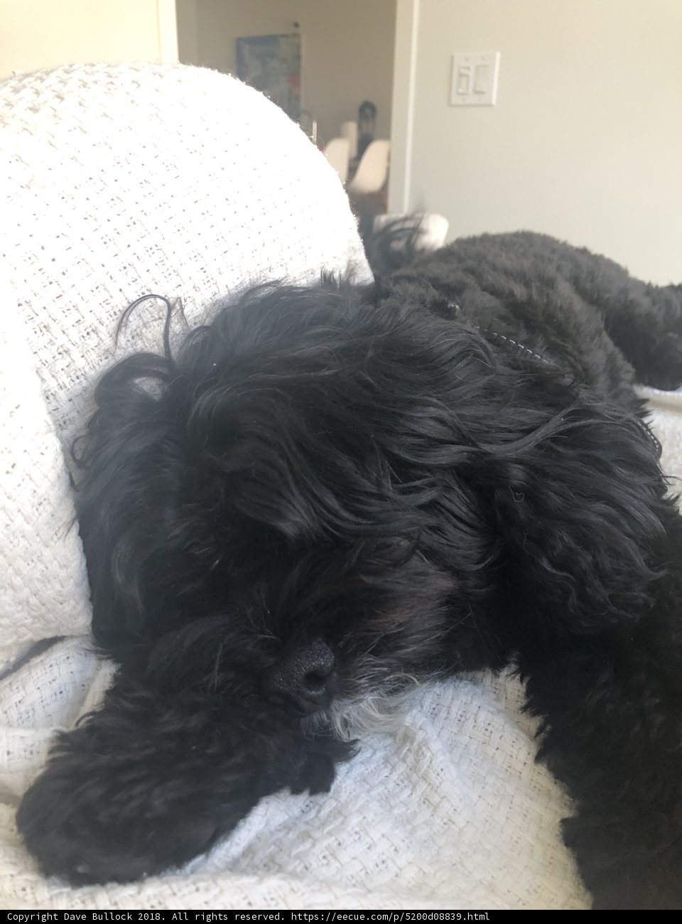 Lazy Days on the White Couch