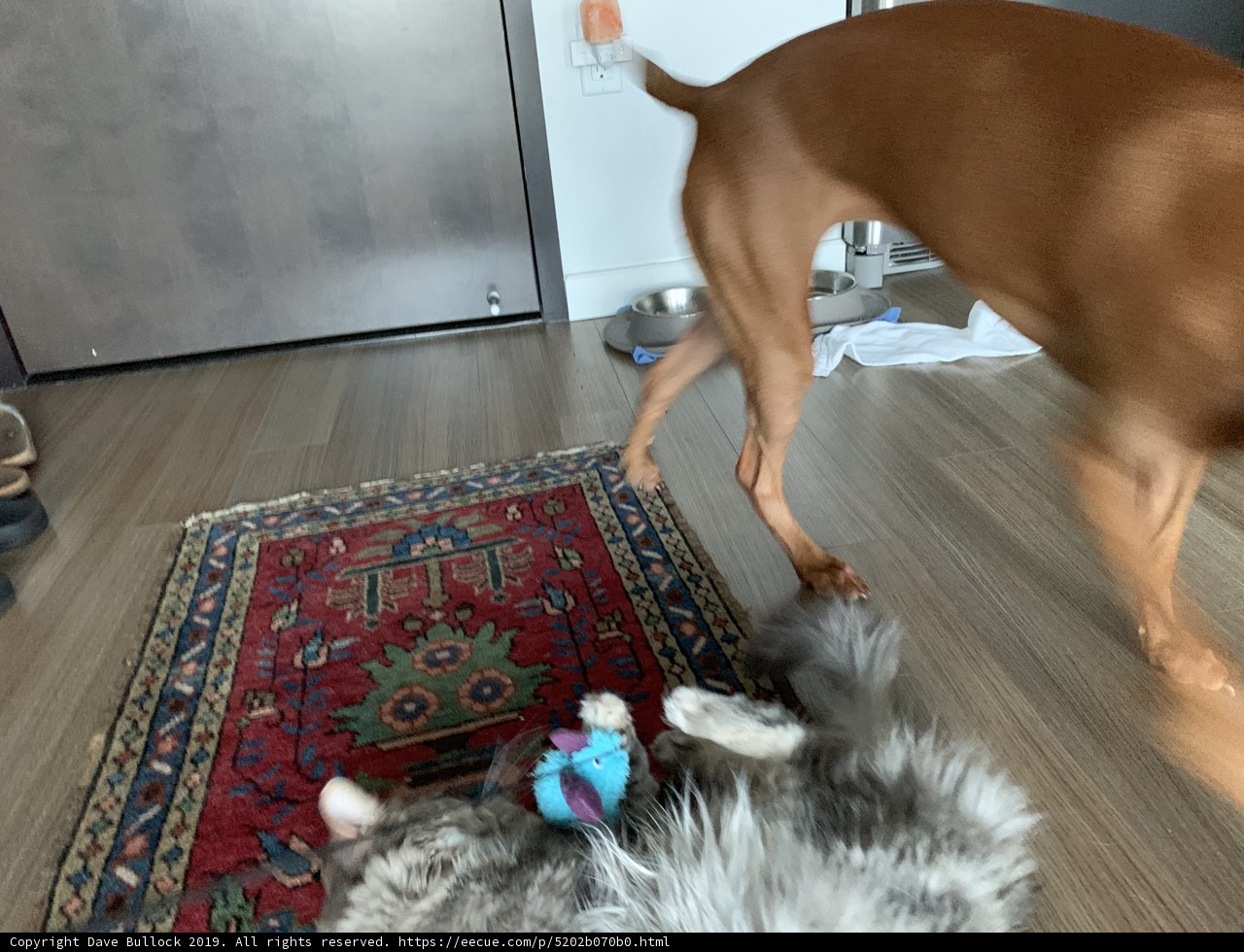 Furry Friends Having Fun