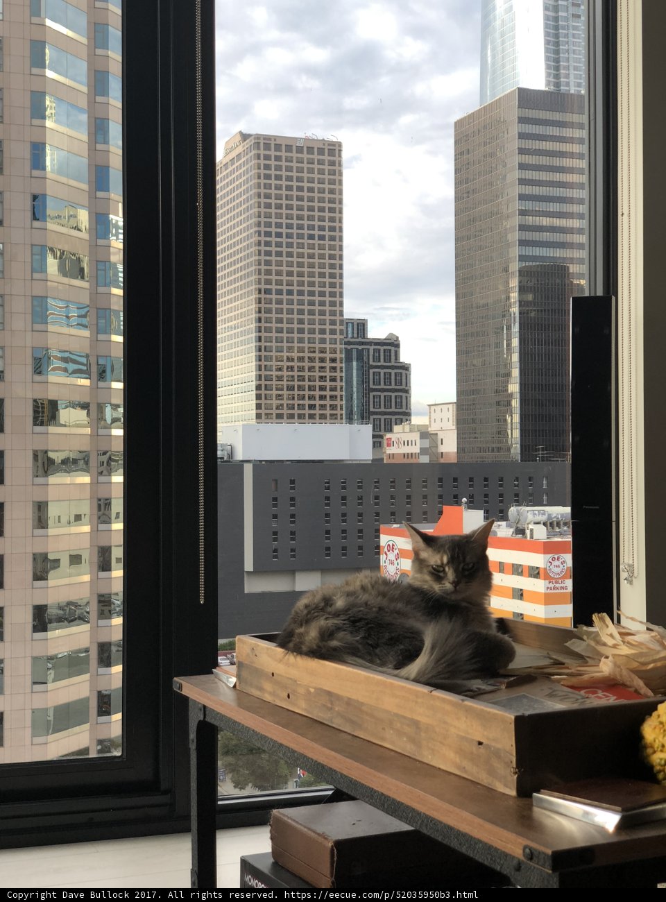 City Cat