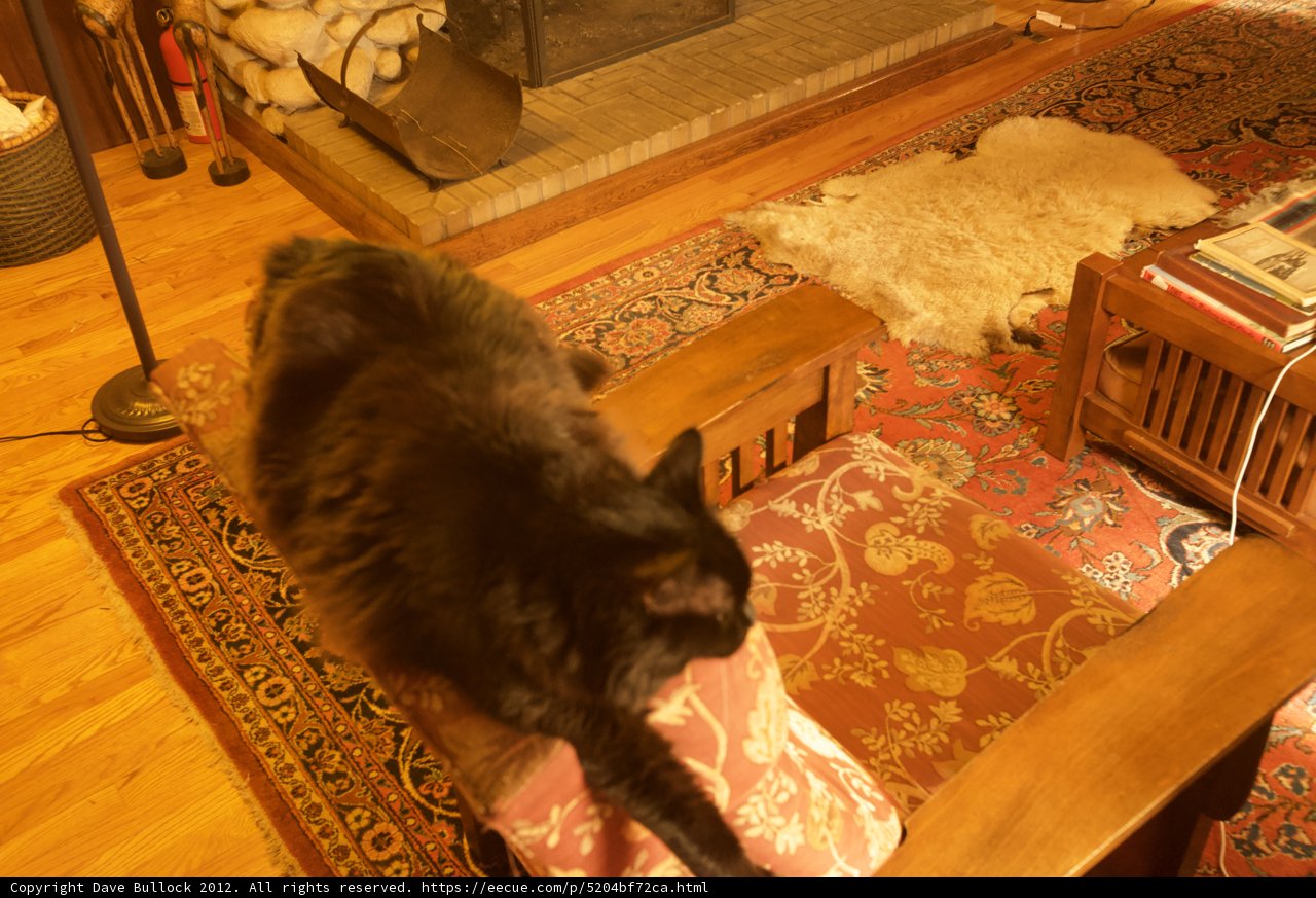 The Regal Chair Cat