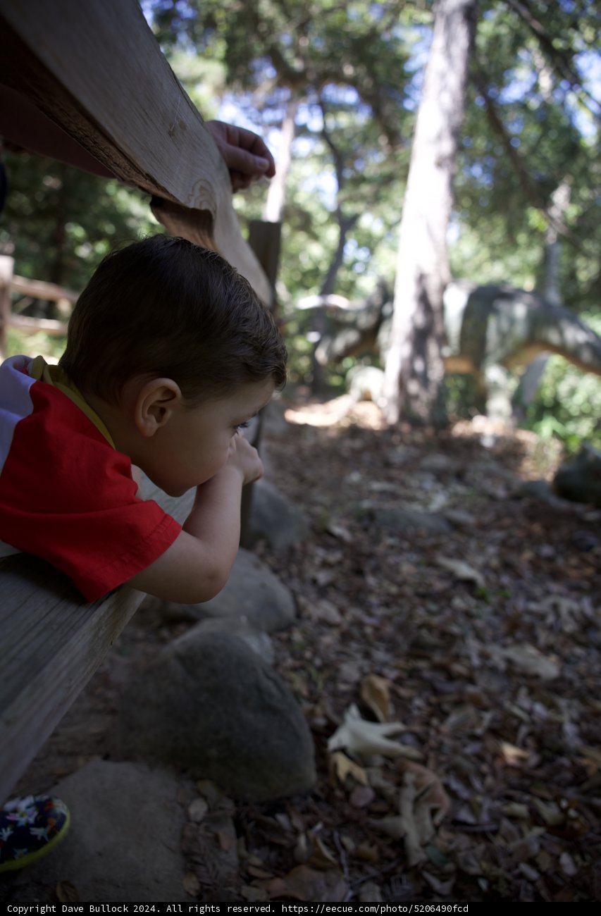 Curious Moments in the Woods