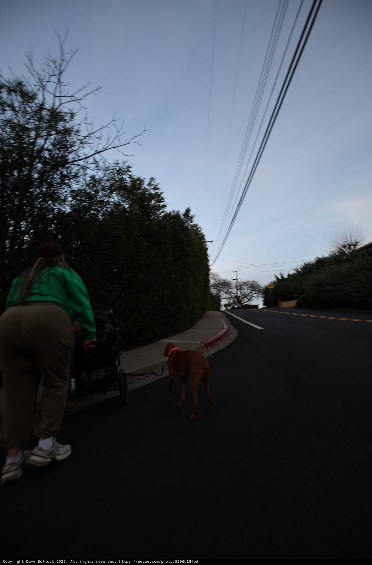 Evening Walk with Dog on Suburban Street