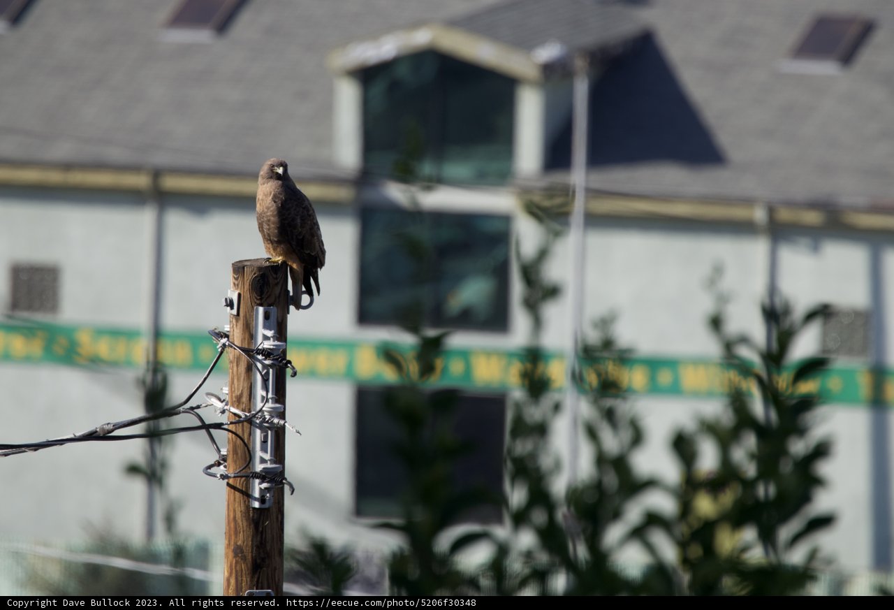 El Sereno's Magnificent Birdlife