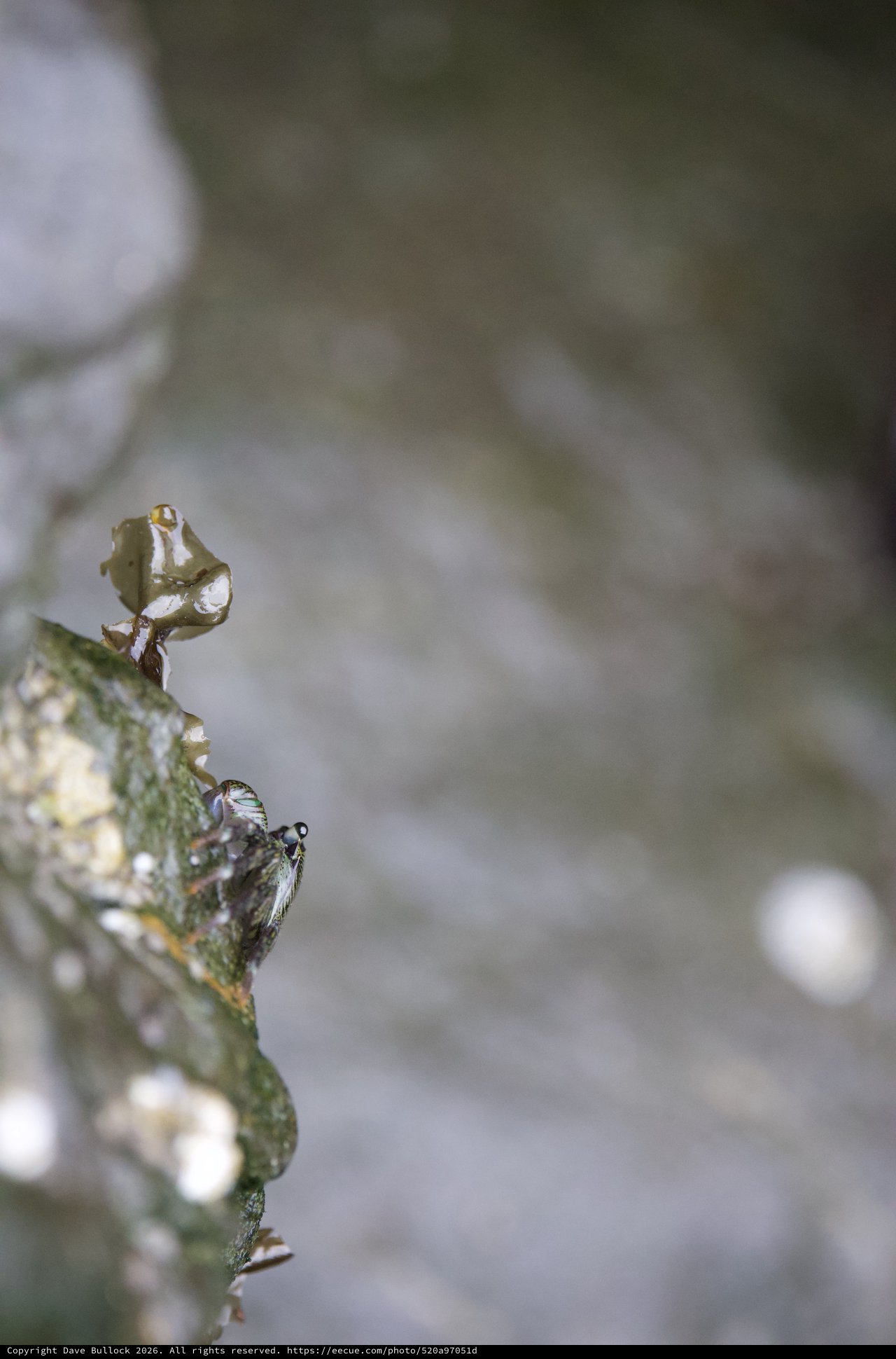 Tiny Fly Perched on Algae-Covered Rock Edge