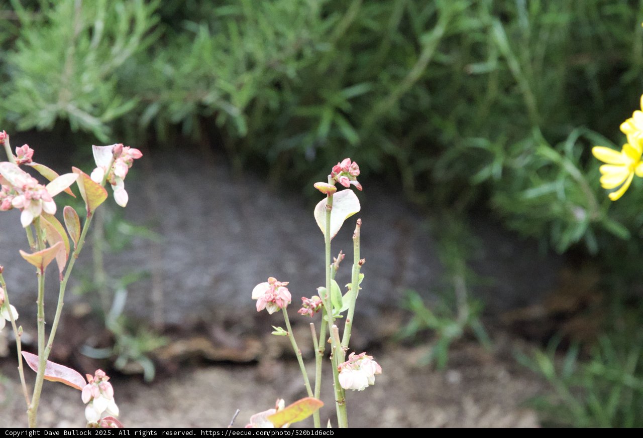 Spring's Heralds: Blossoms Awaken