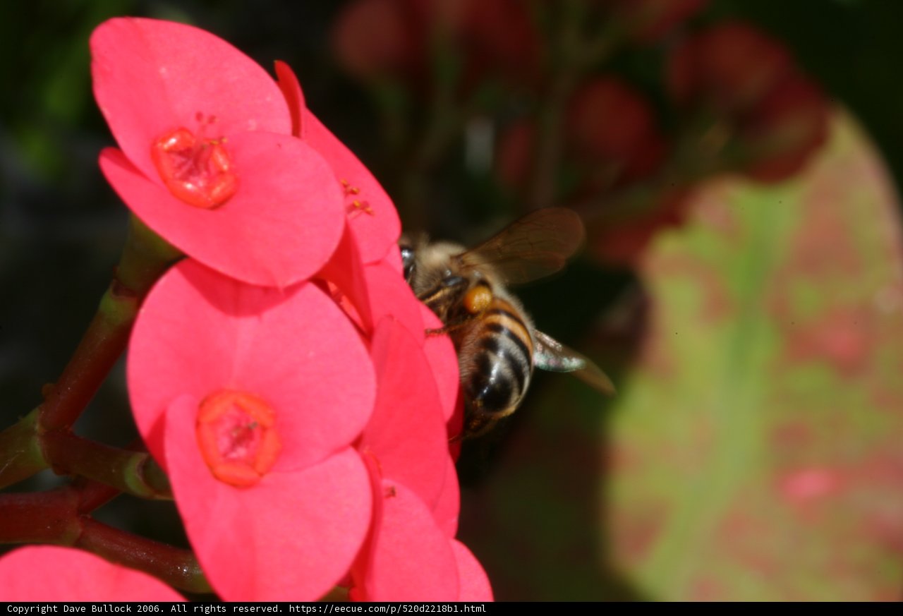 Bee Amongst the Red Begonia Petals