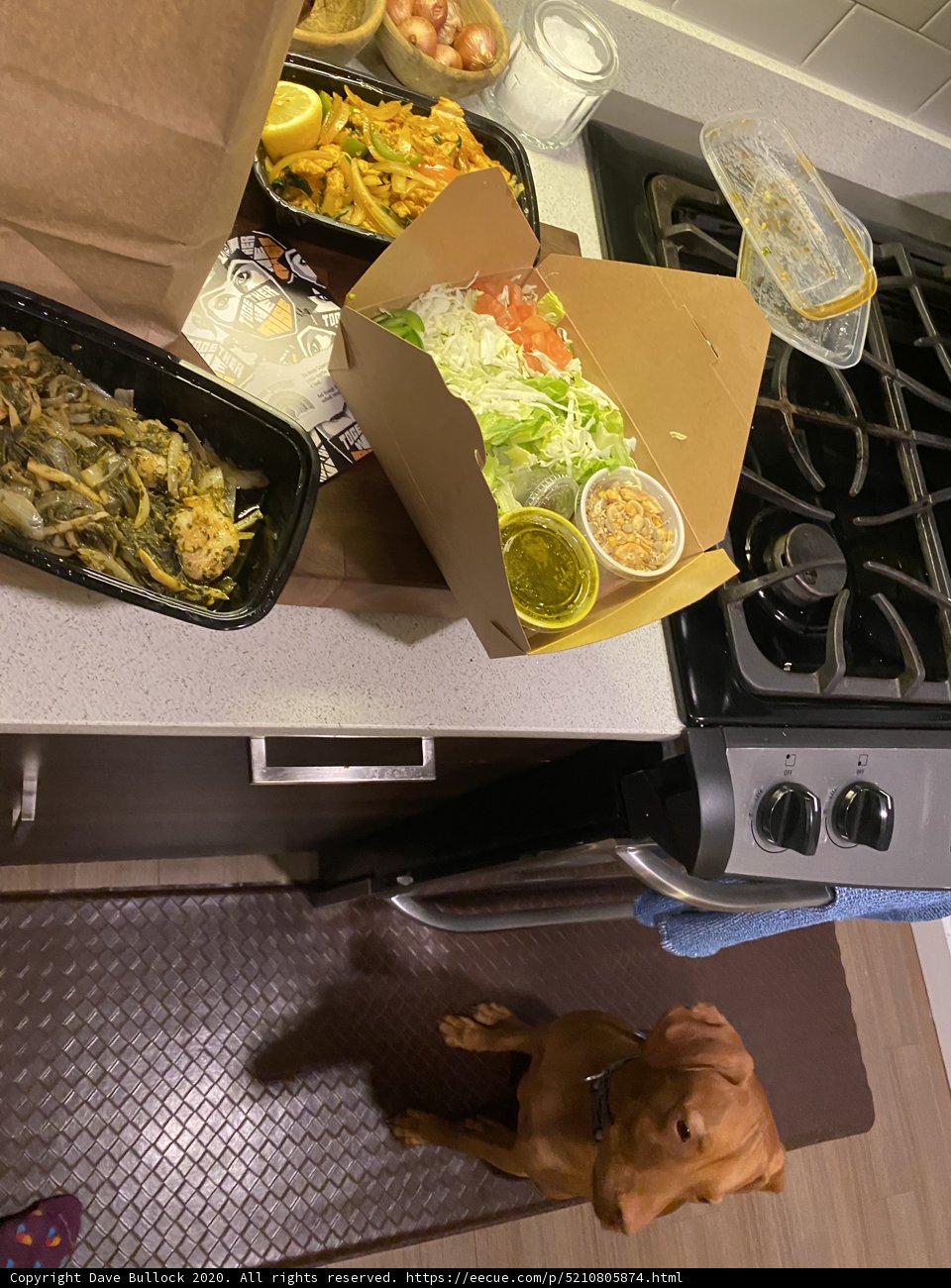 Doggie Helper at the Stove
