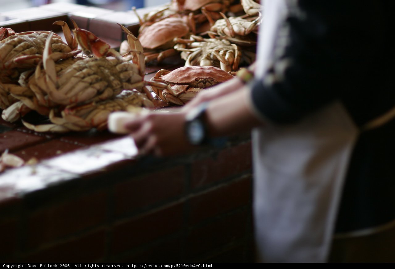 Fresh Caught Crab