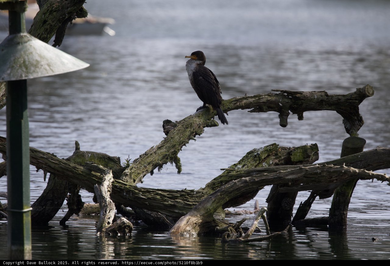 Serene Perch