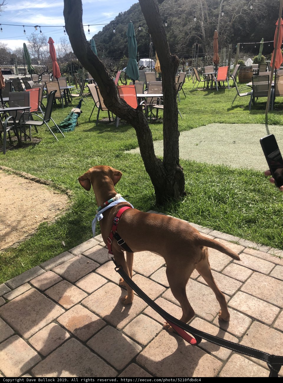A Puppy's Stroll in Avila Beach