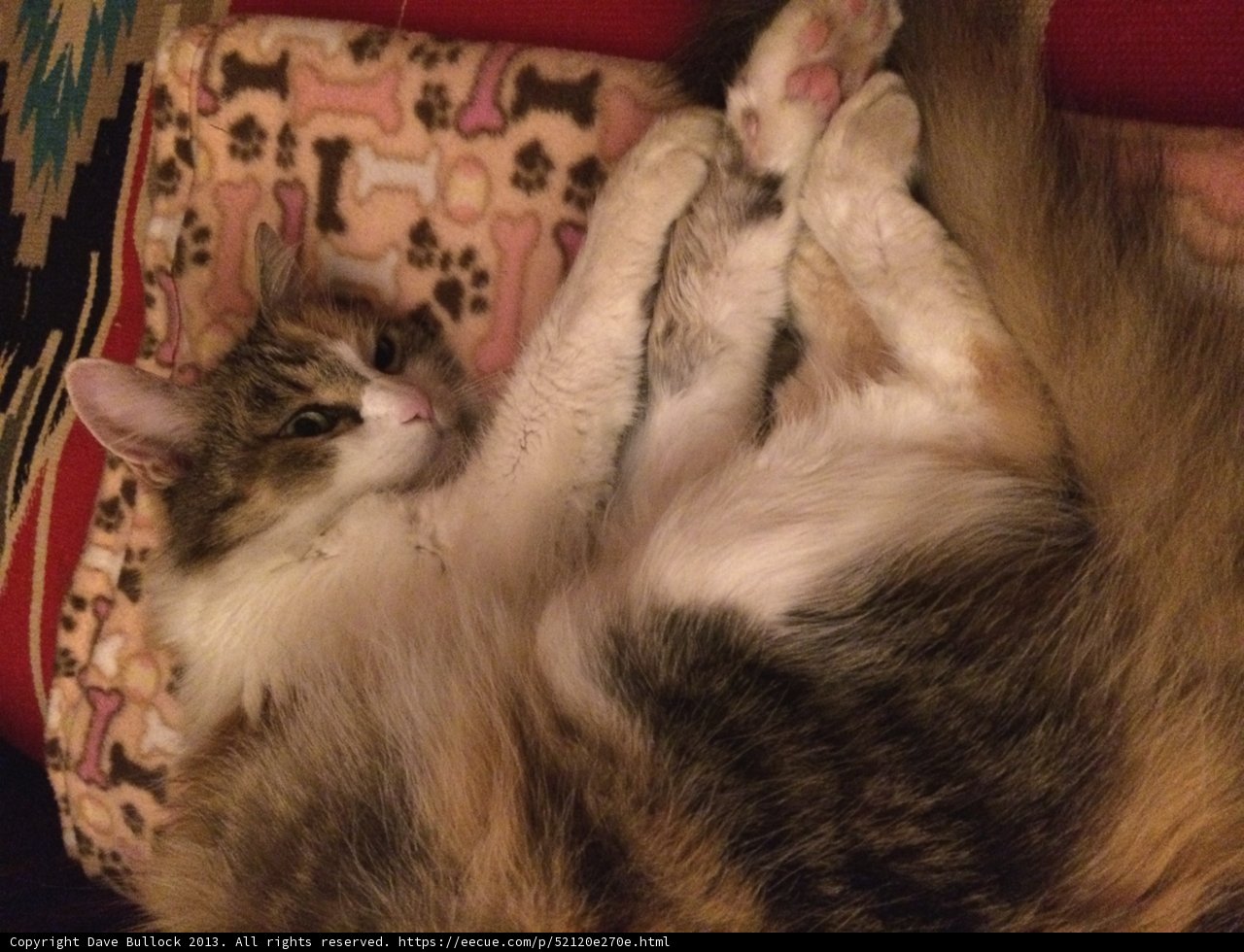 Relaxing Feline on a Cozy Couch
