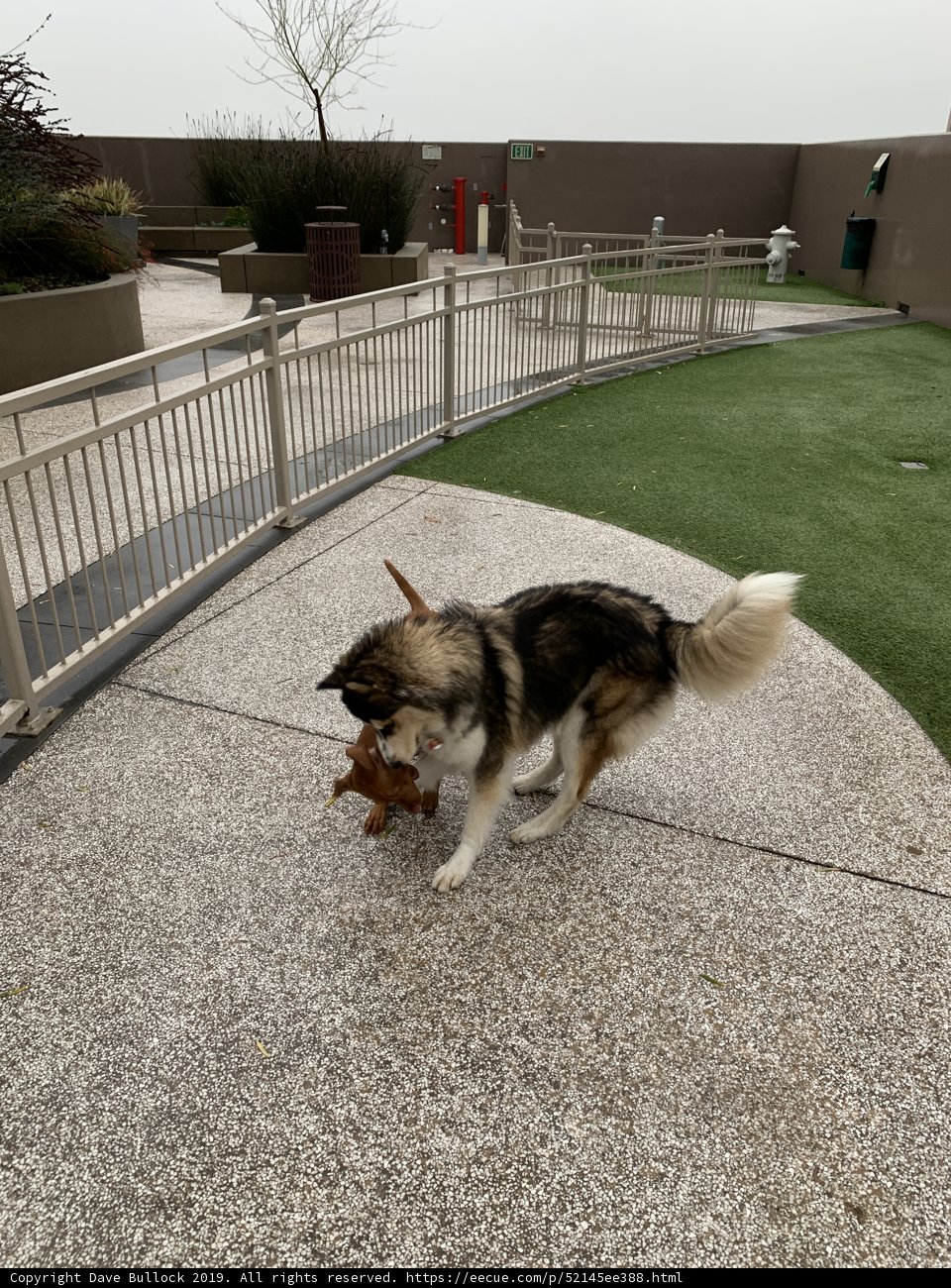 Playtime with a Furry Friend