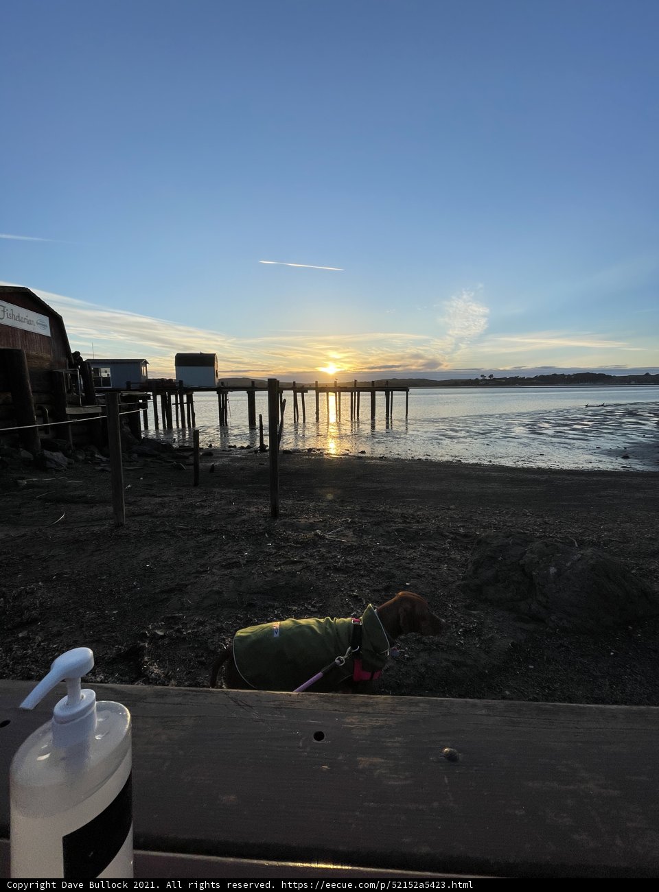 Canine Comfort by the Pier
