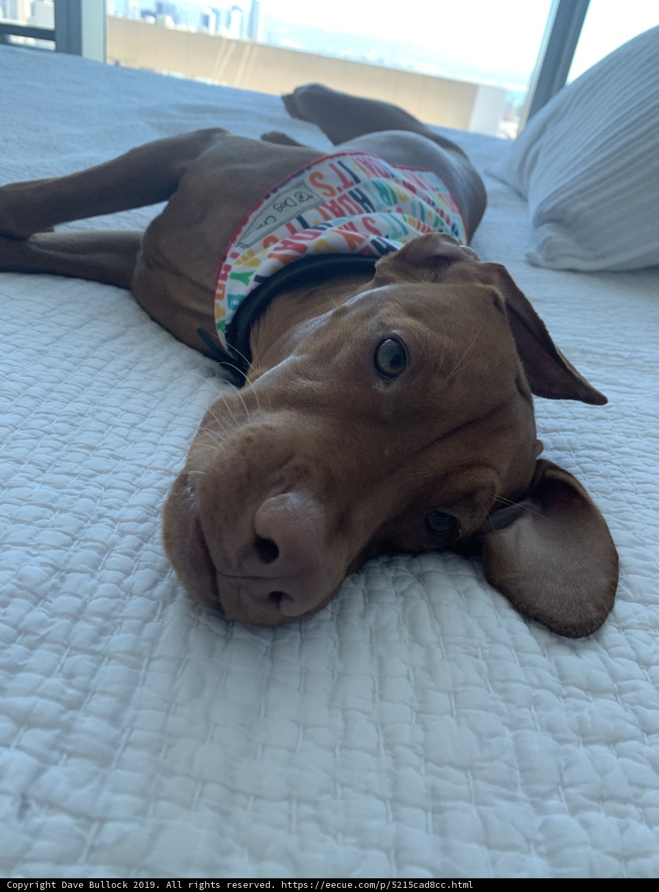 Cozy Pup
