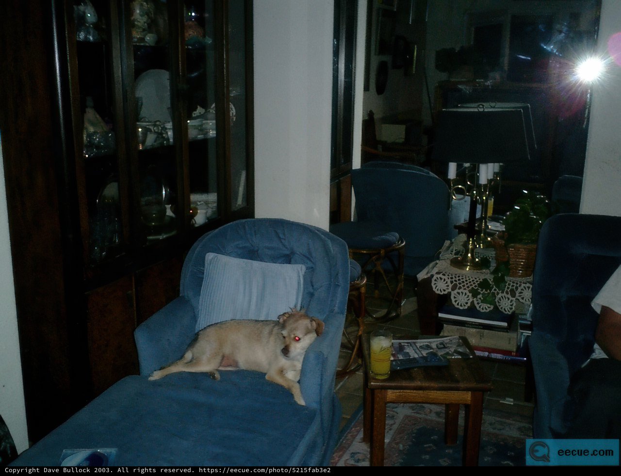 A Pooch in Blue Chair