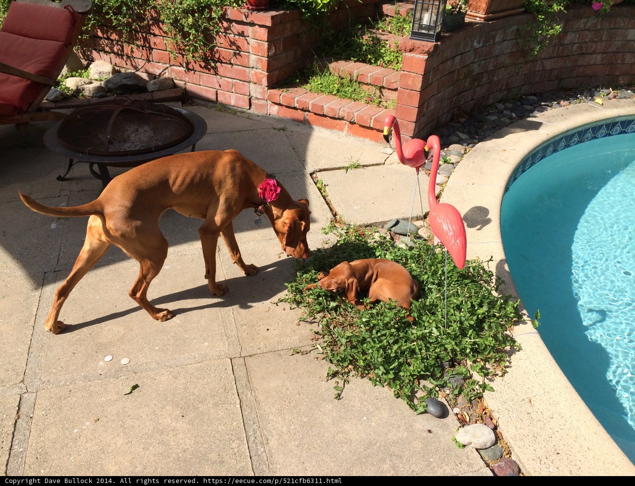 Three Canine Friends by the Pool