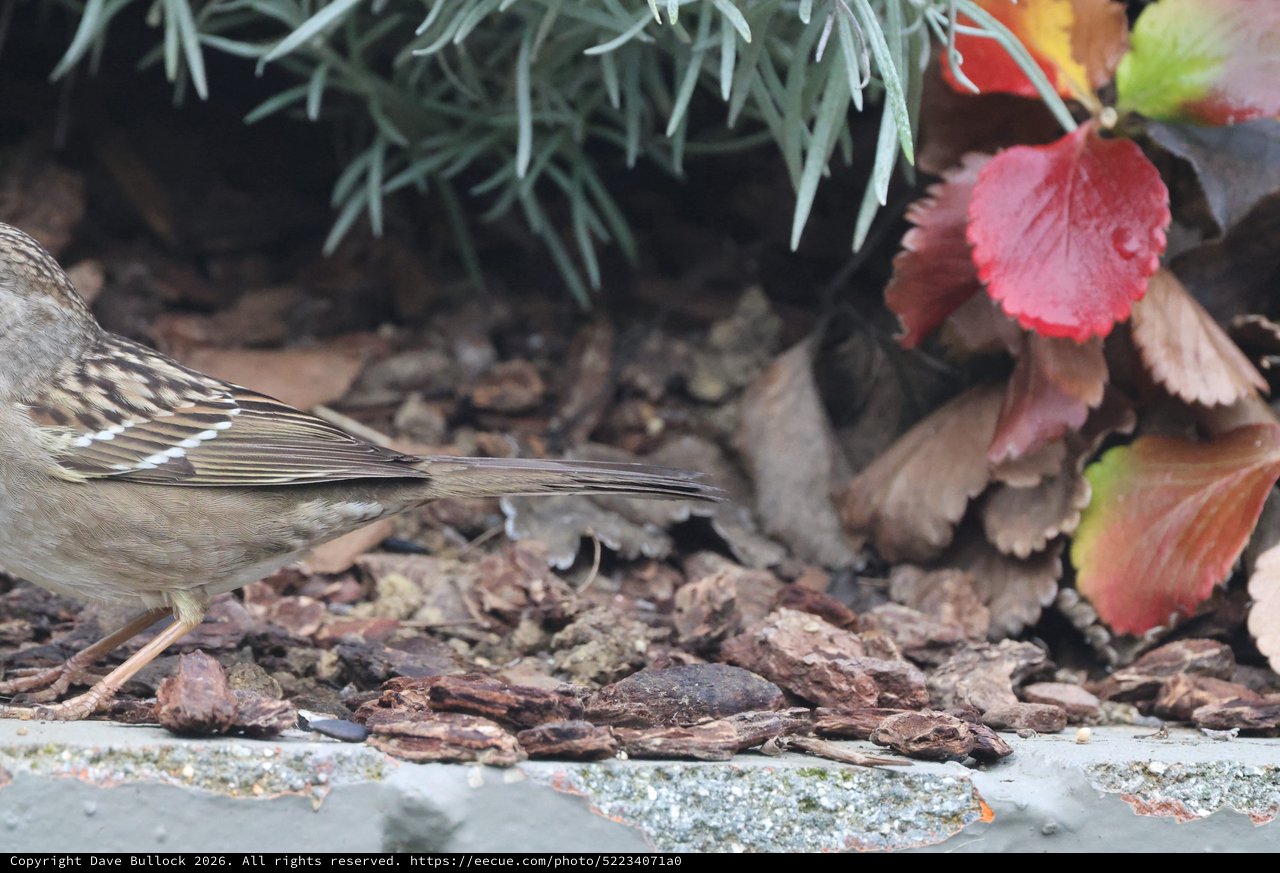 House Sparrow Foraging Among Autumn Leaves
