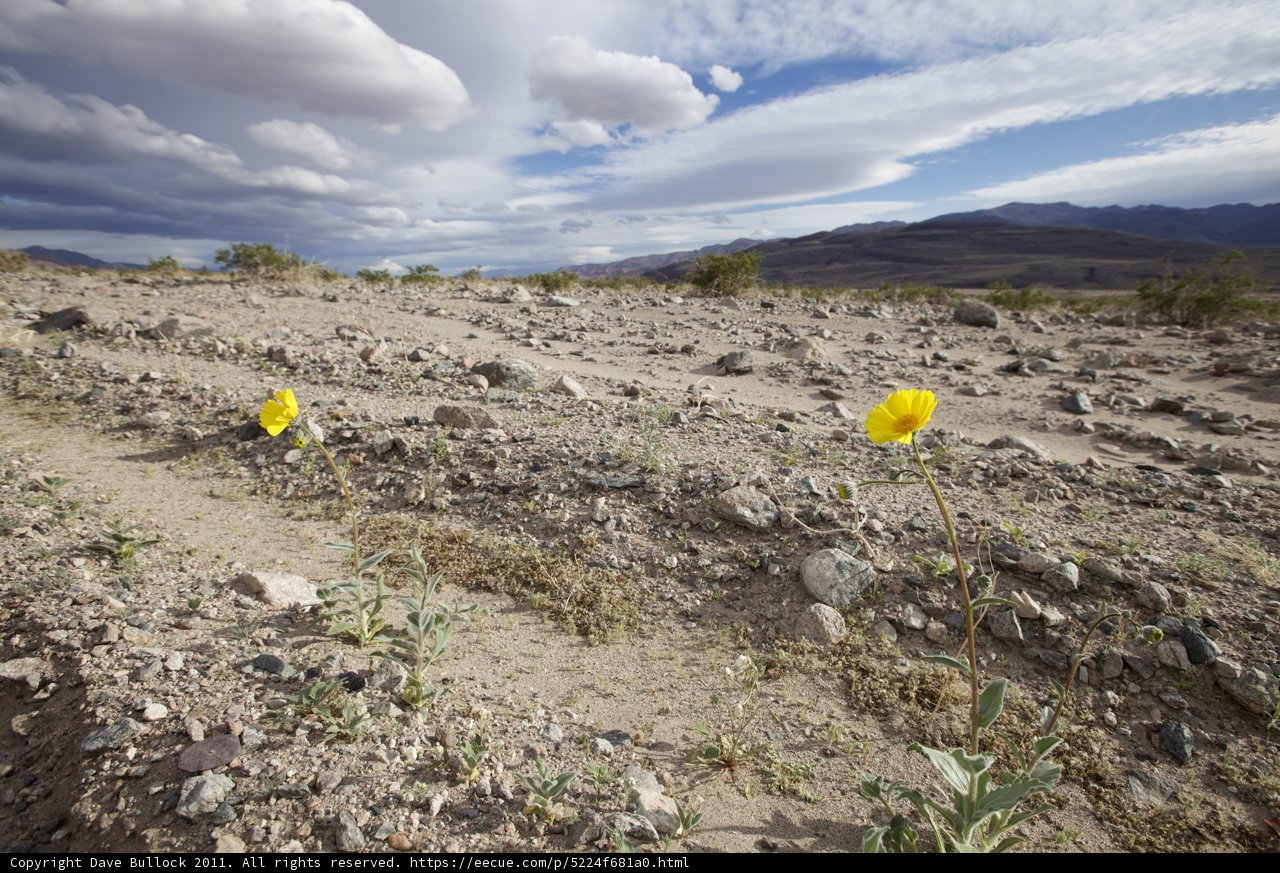 Field of Rocks and Flowers