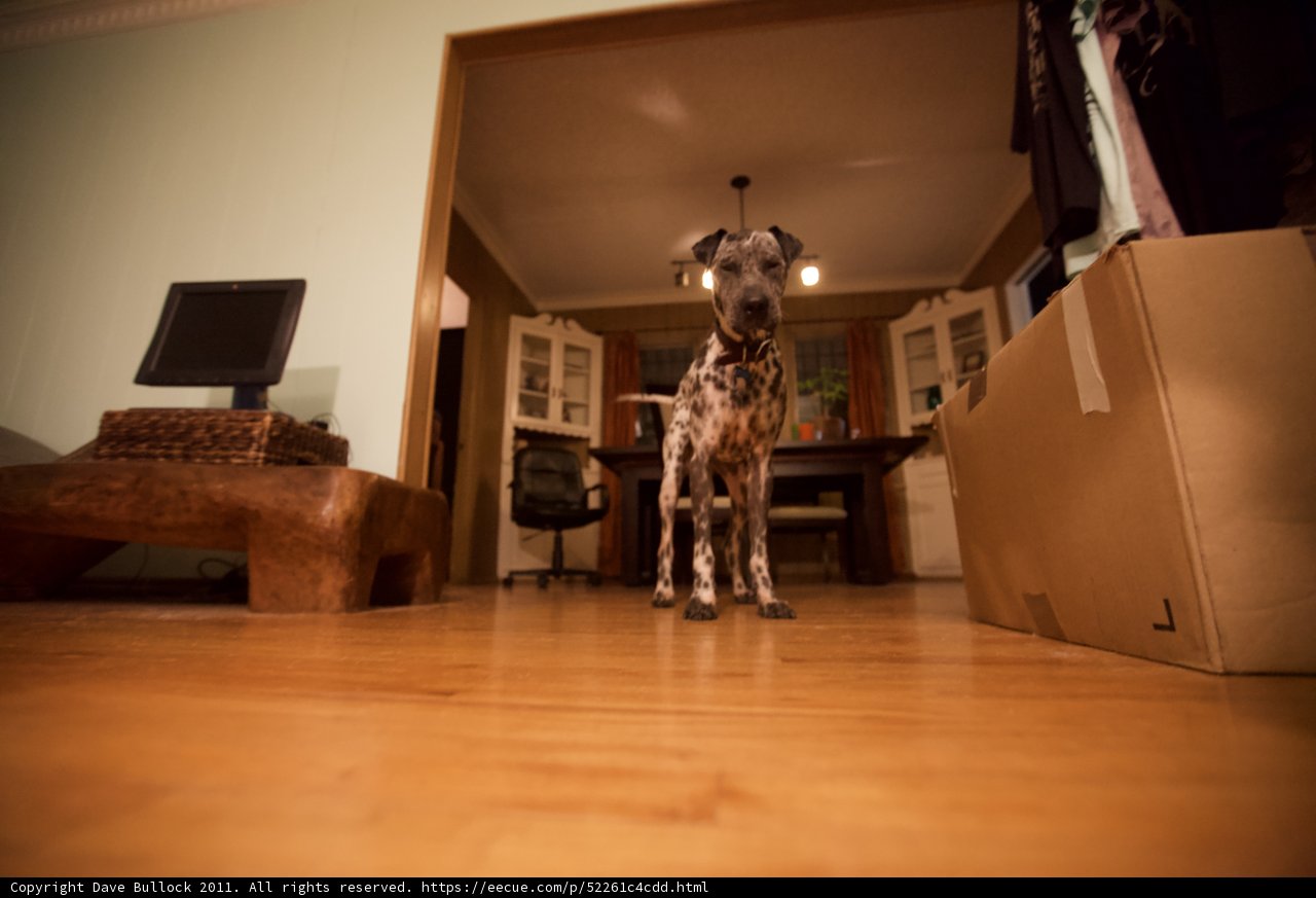The Regal Canine