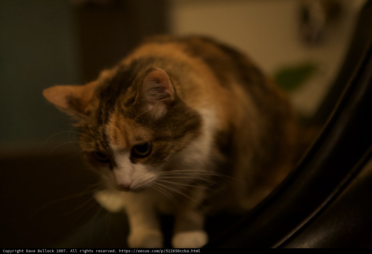 The Night Guardian
