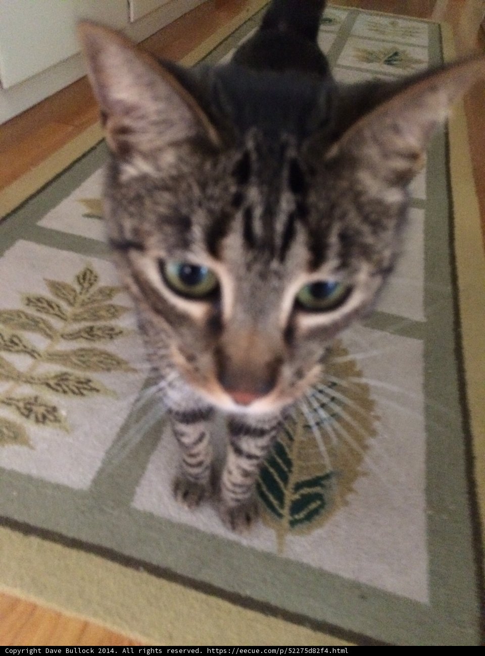 Feline Focus