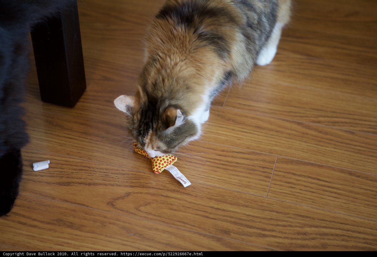Christmas Cat