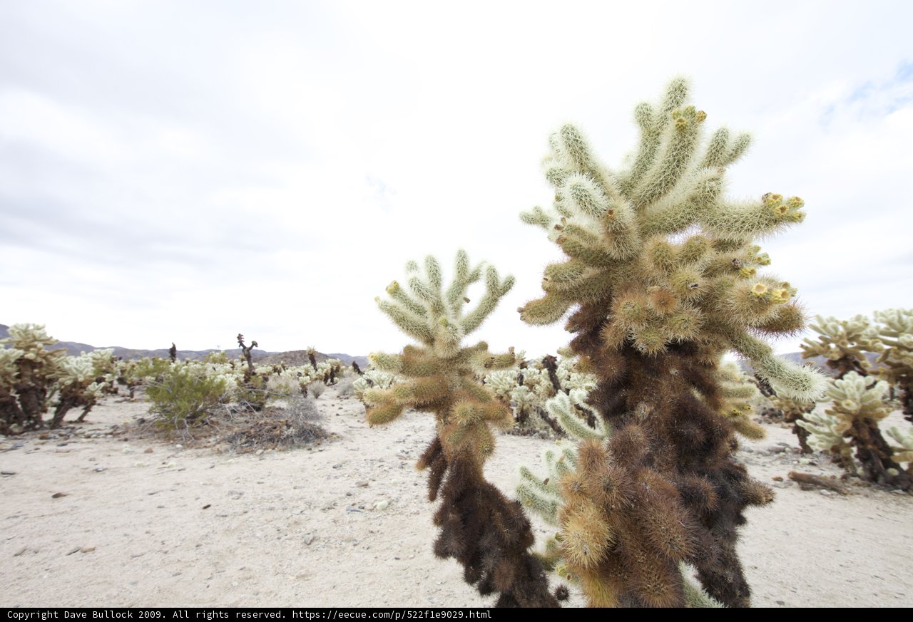 Green and Gorgeous in the Joshua Tree Desert