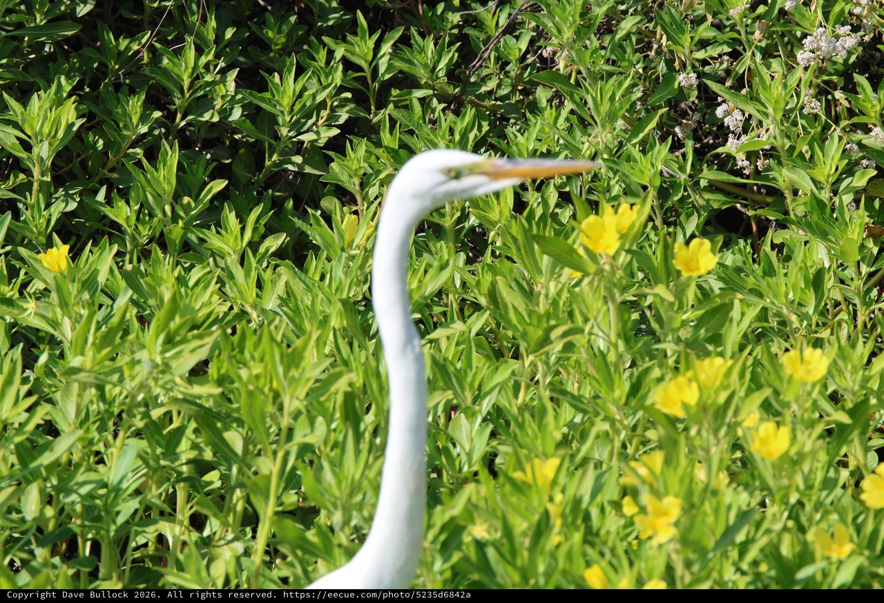 Great Egret Standing Among Yellow Wildflowers in Wetland