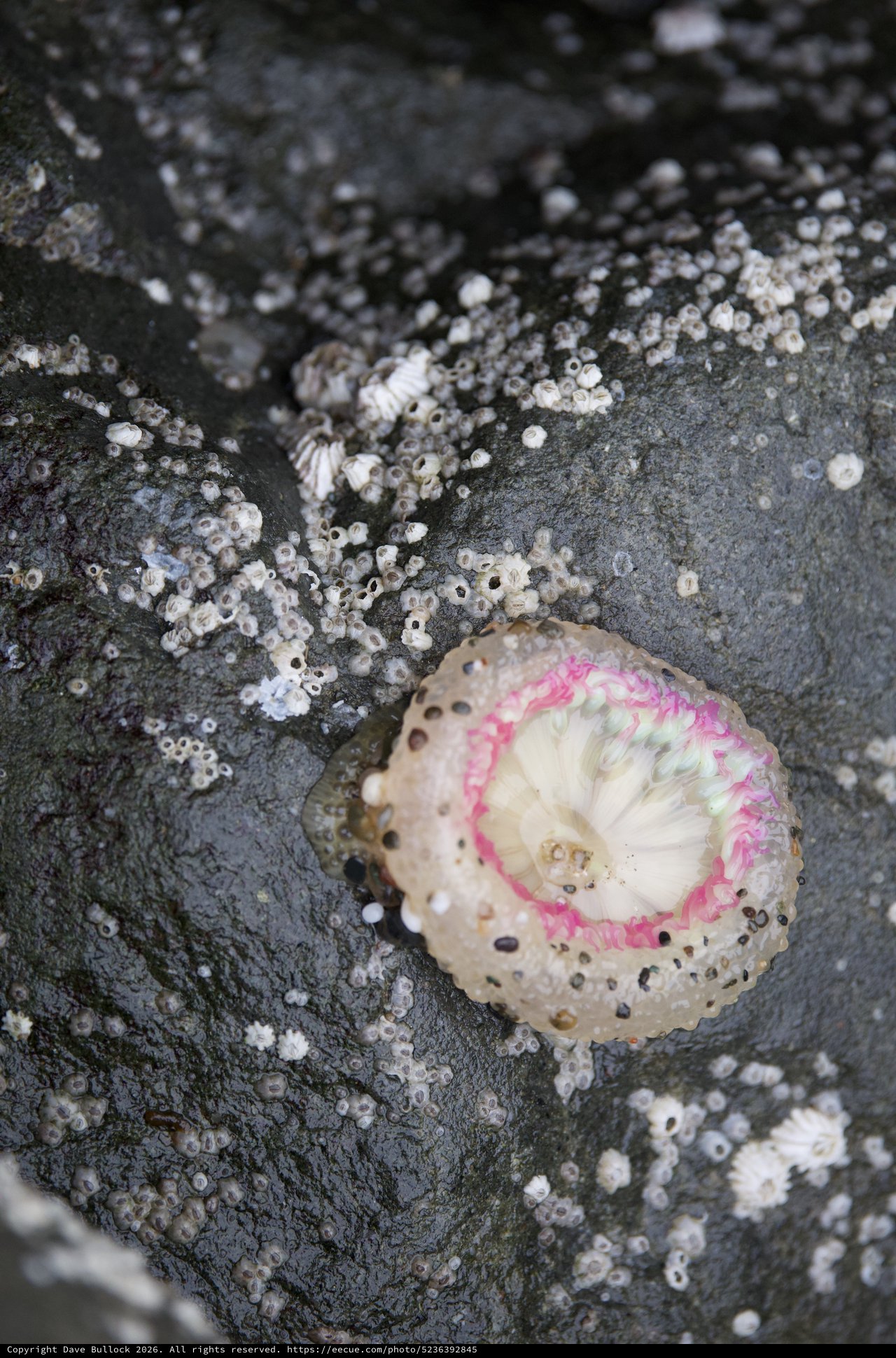 Vibrant Pink Limpet Amid Barnacles on Tidal Rock