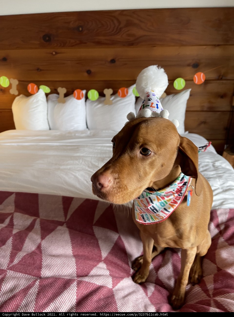 Birthday Pooch