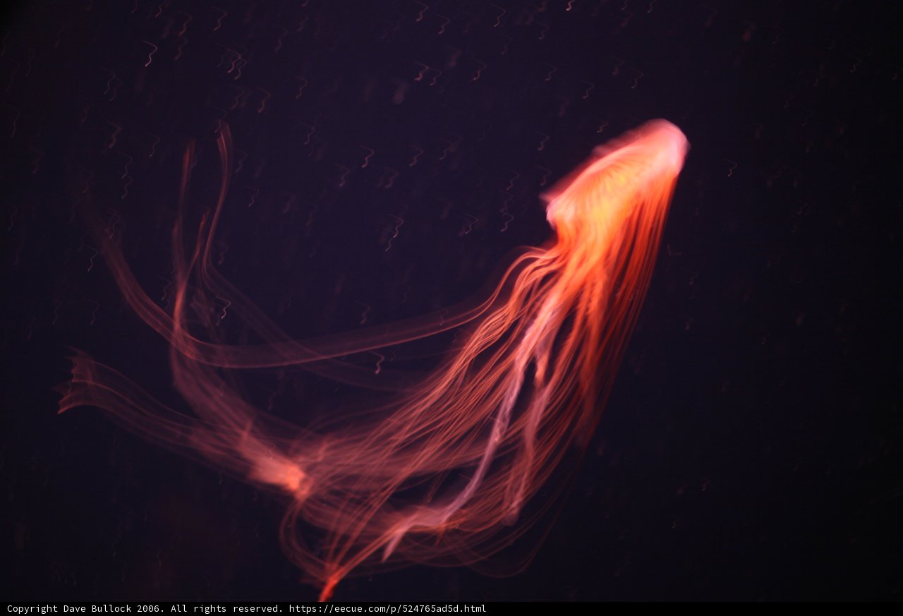 Illuminating the Deep Blue Sea