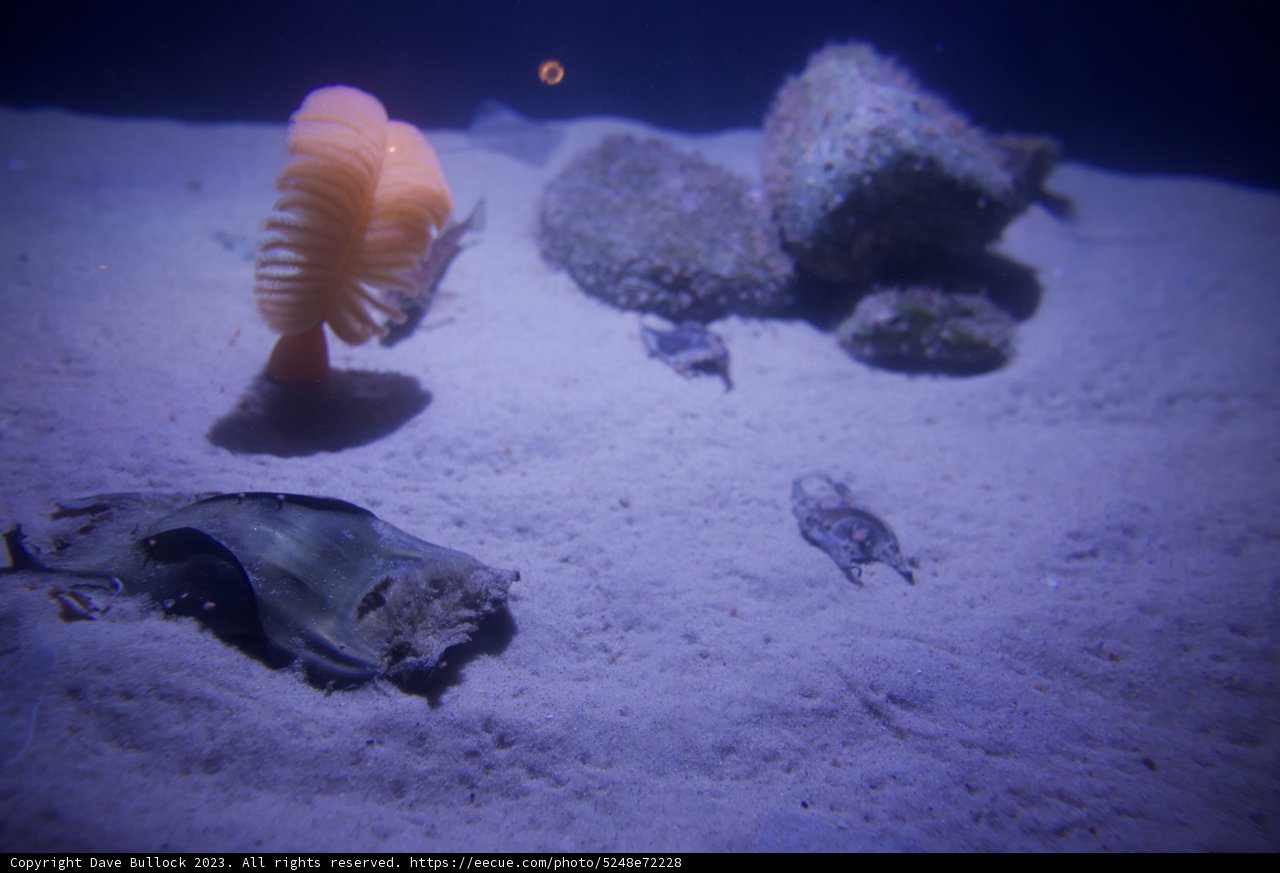 Life Beneath: A Glimpse at Monterey Bay's Underwater World