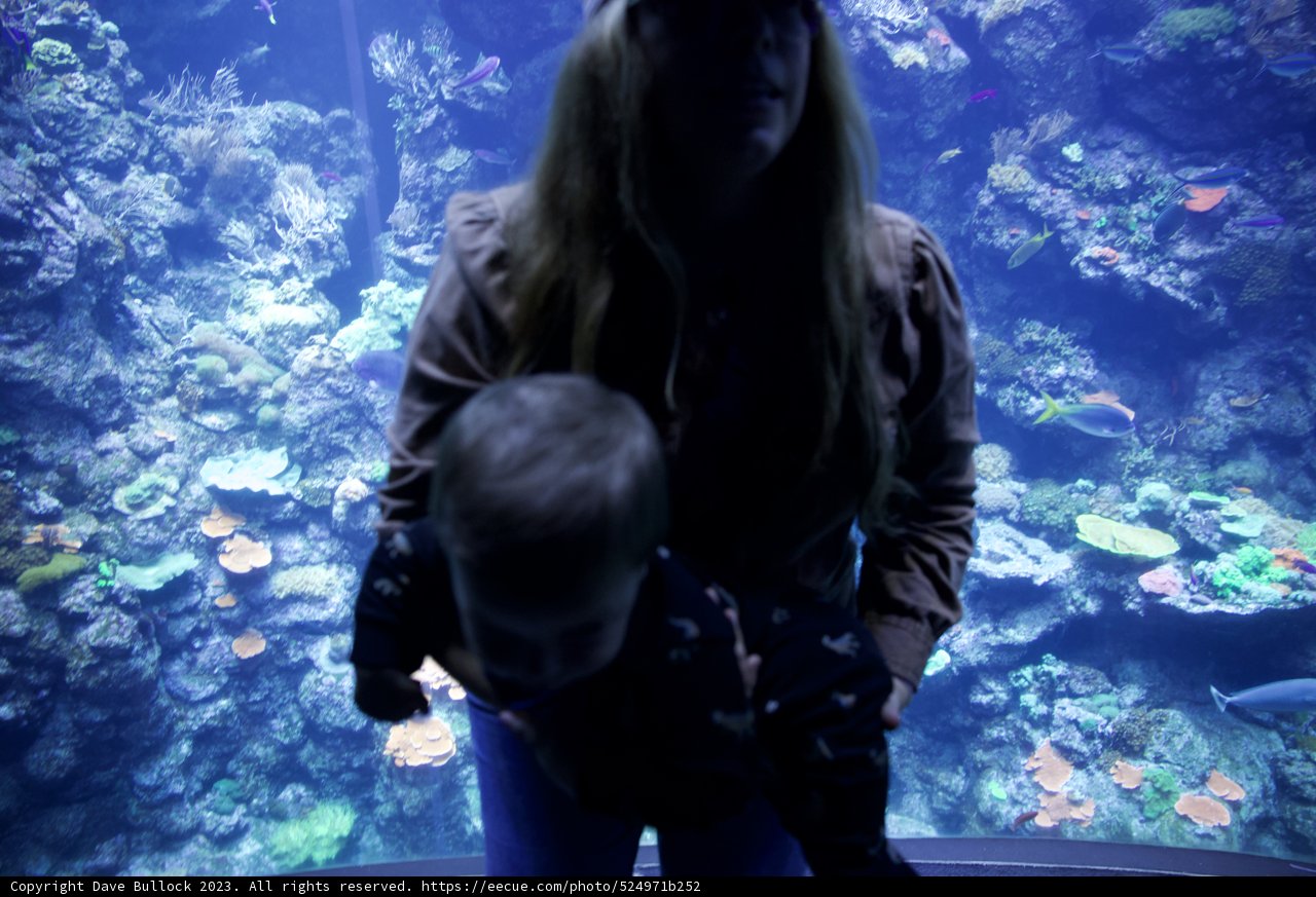 Underwater Wonders - A Captivating Day at the Aquarium in 2023.