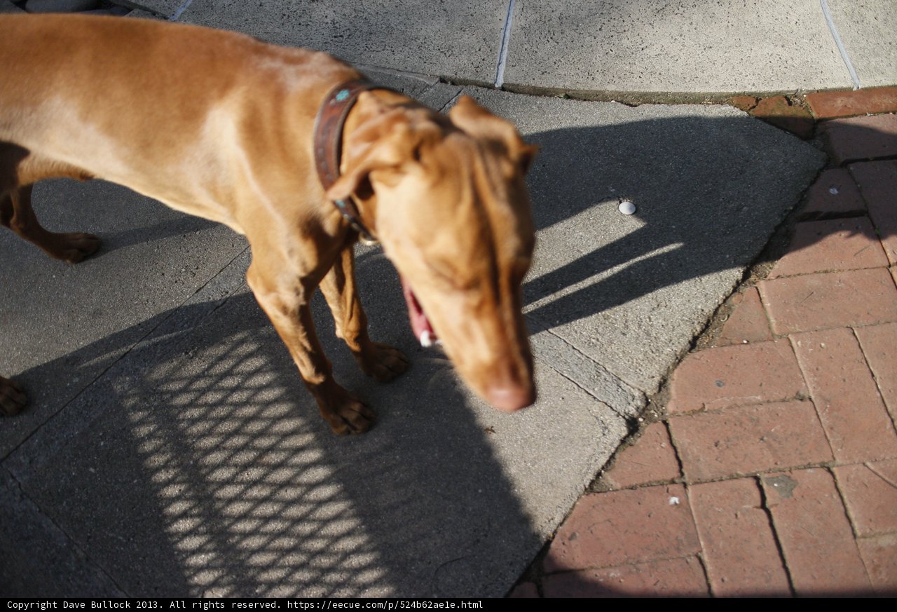 Paws on the Path