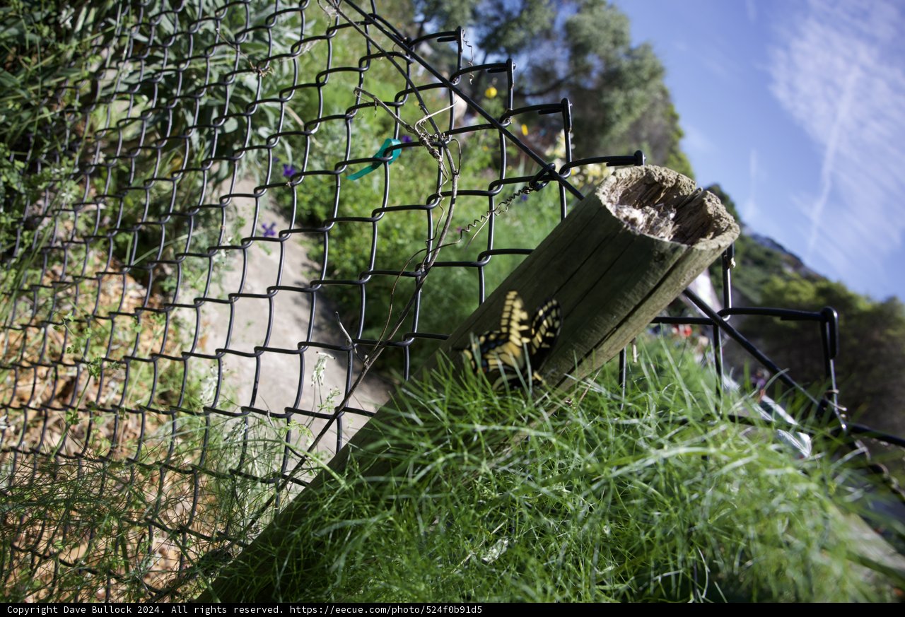 Beneath the Blue: Invertebrates and Ecologies at Alemany Farm