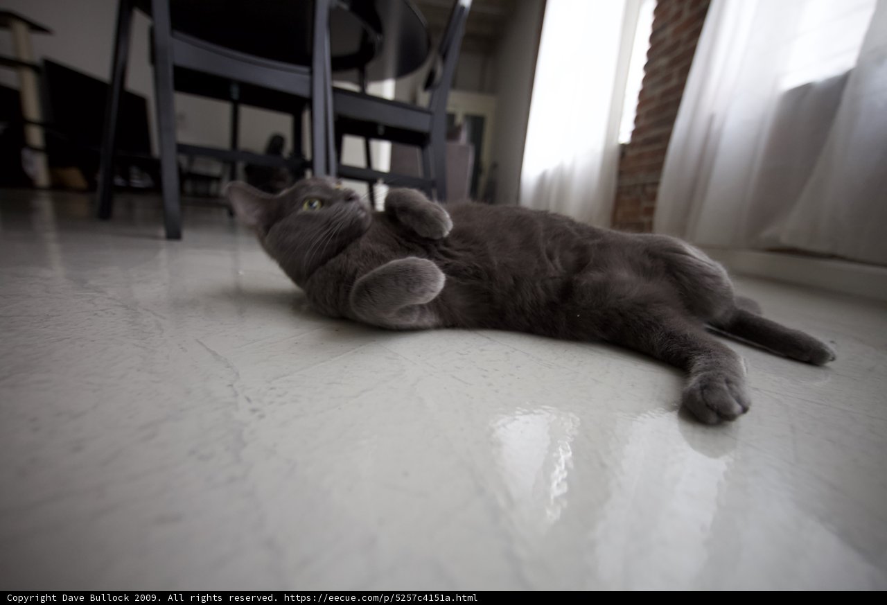 The Upside-Down Cat