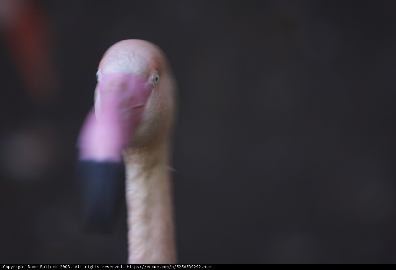 Up Close and Flamingorgeous