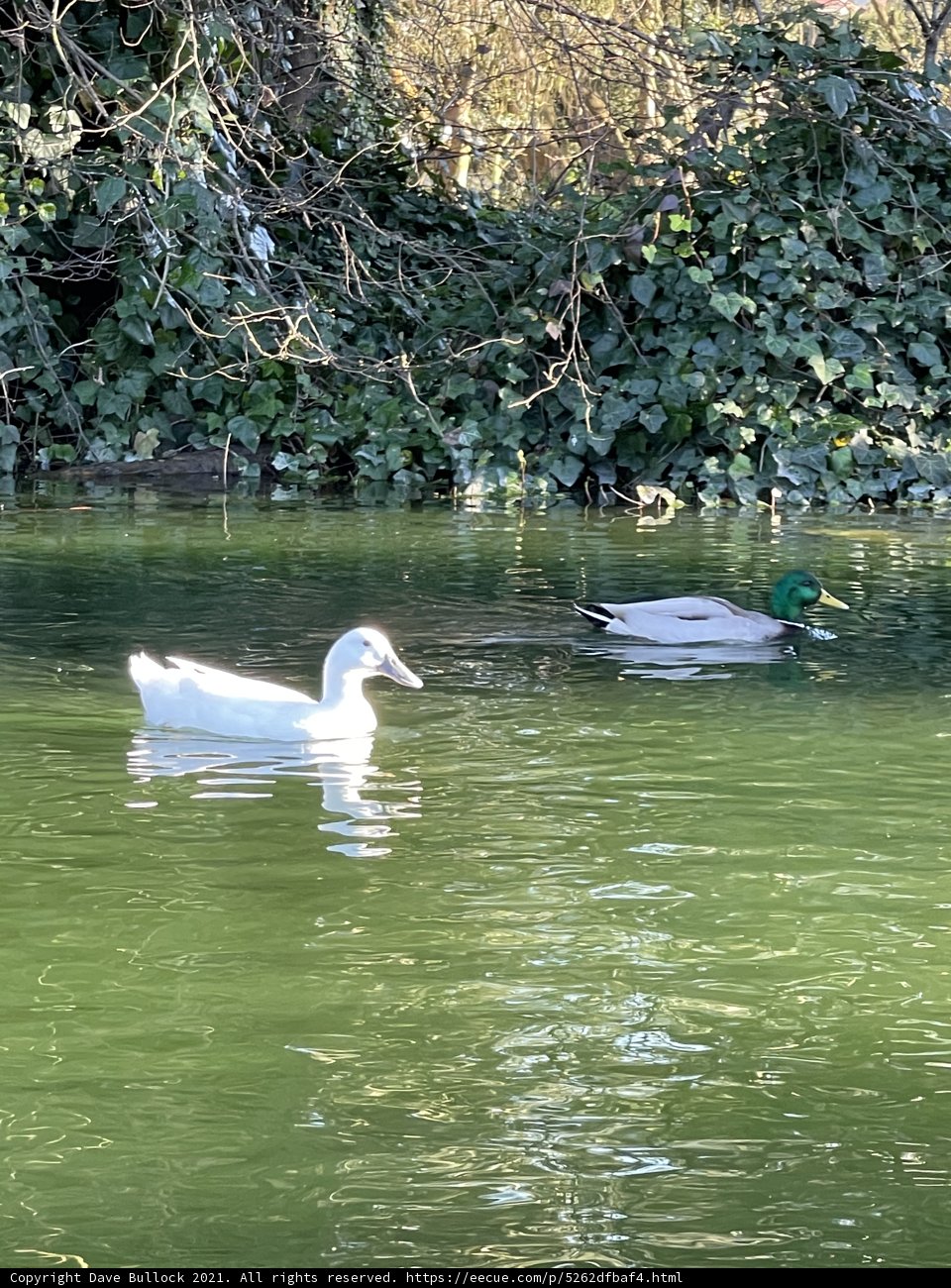 Swimming Ducks in Stow Lake