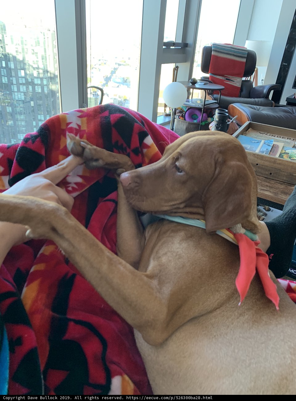 Cozying Up With My Hounds
