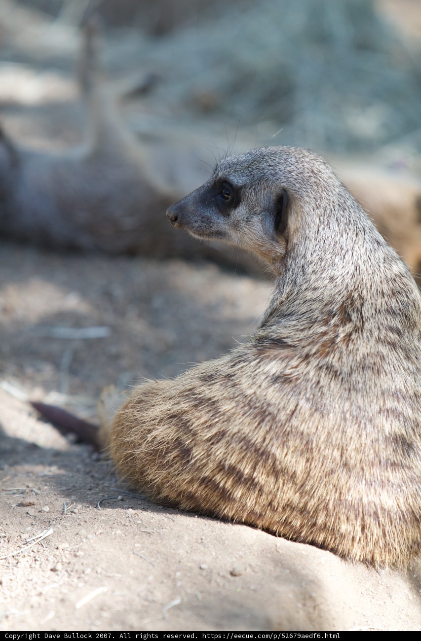 Meerkat on the Rock