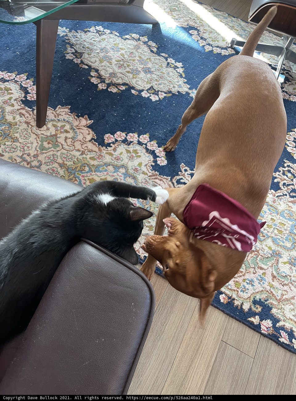 Furry Friends at Home