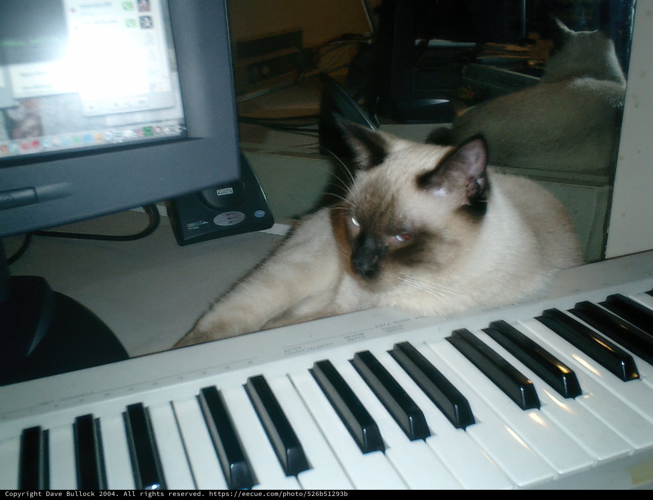 Keyboard Cat Nap