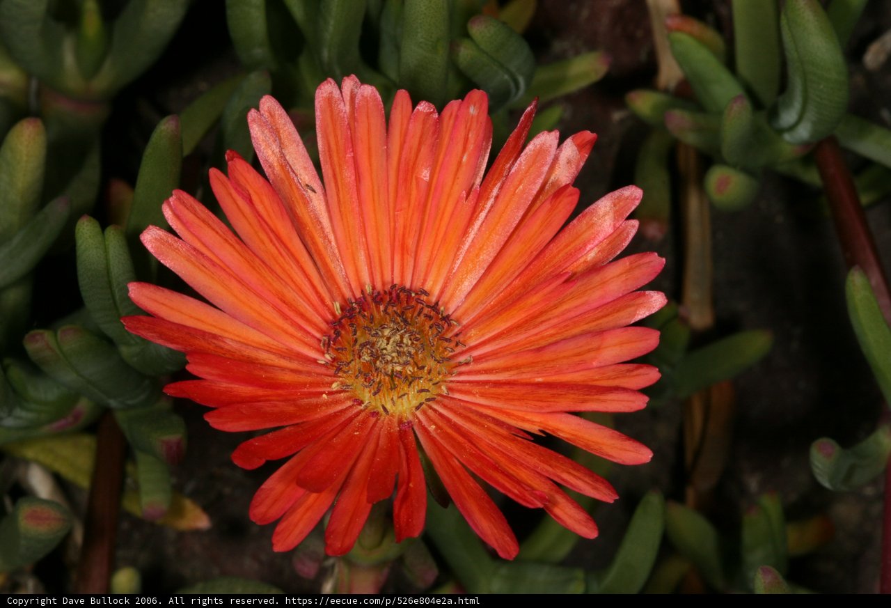 Lone Orange Daisy