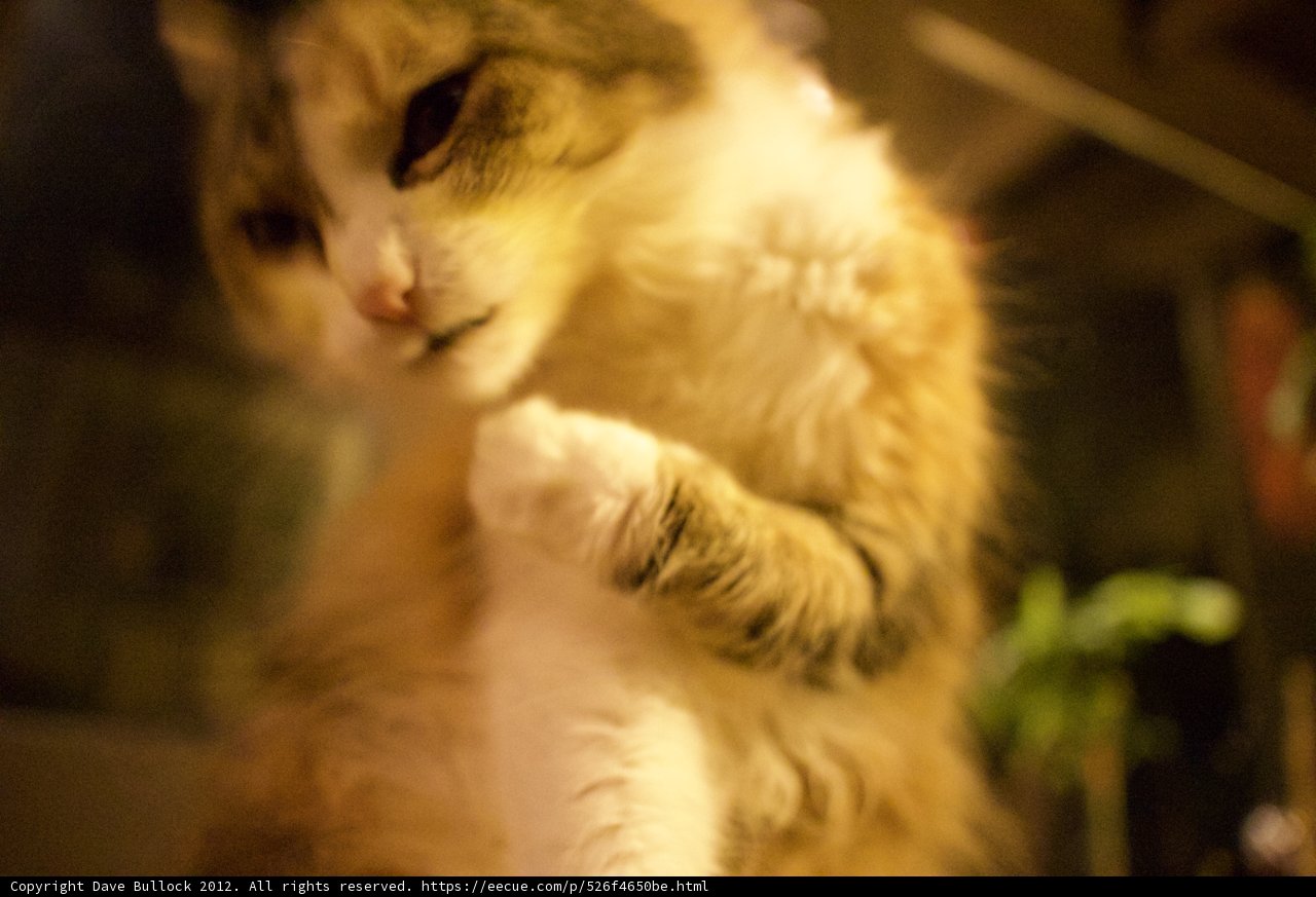 Feline Fuzziness