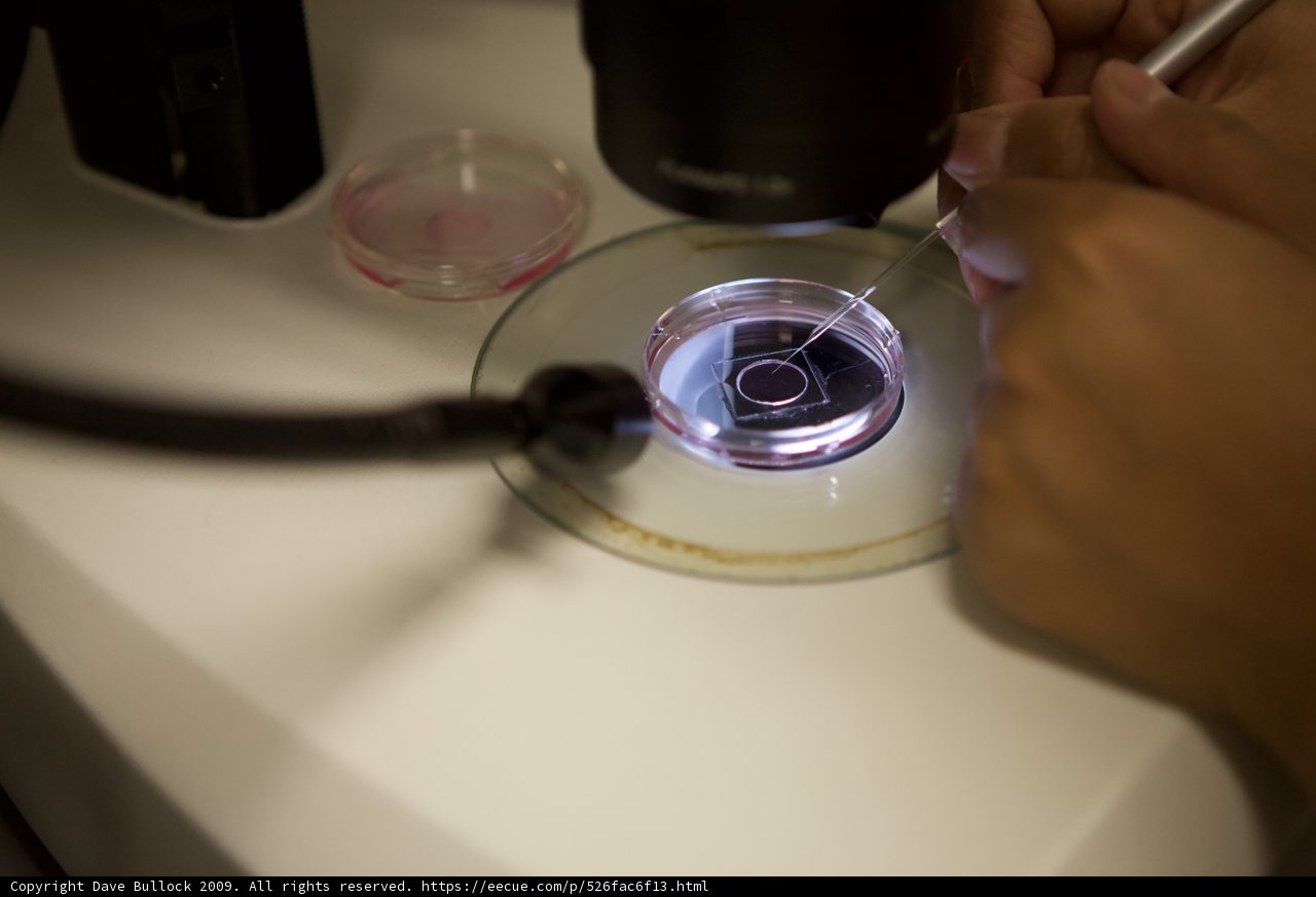 Examining the Microscopic World