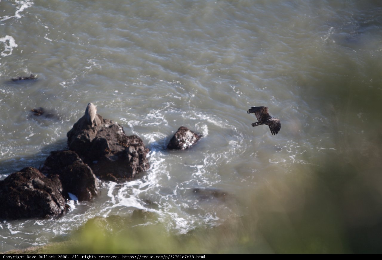 A Majestic Bird's View
