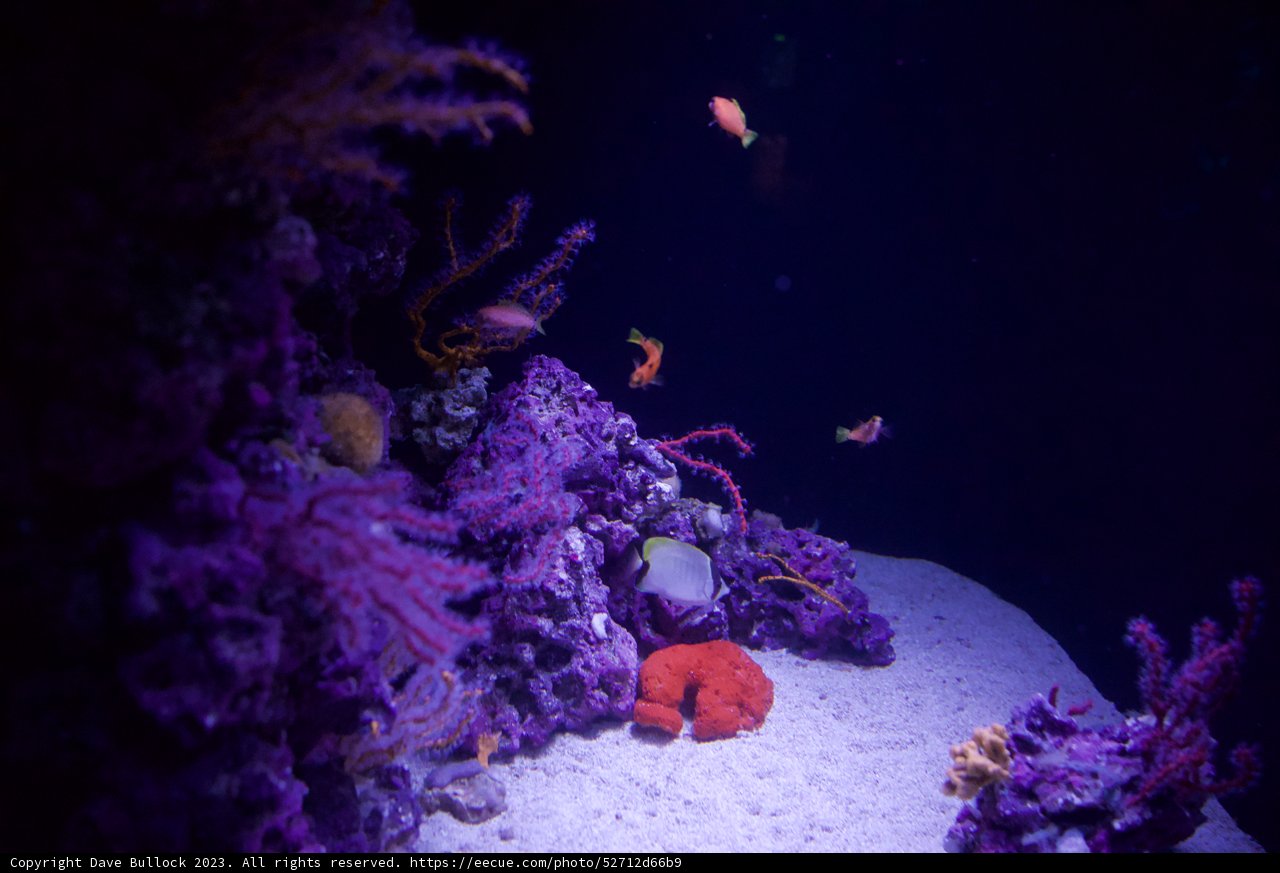 The Magnificent Underwater Oasis in 2023