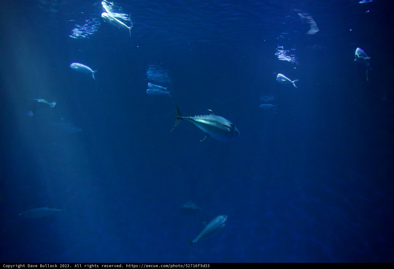 Underwater Life in Monterey Bay