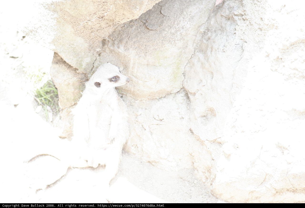 The White King of the Rock